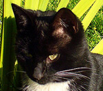 Katzen im Online Marketing