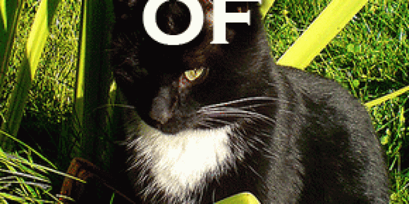 Marketing in the Age of Cats